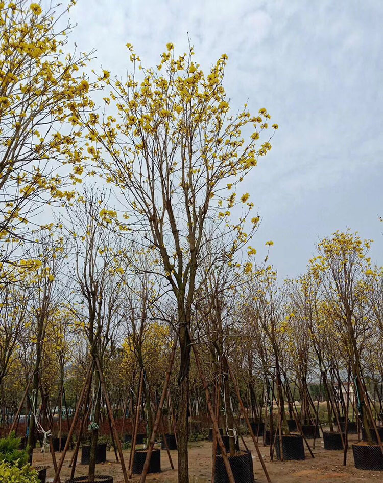 黄花风铃木产品数量:1000000原产地:福建品牌:福建剑辉苗木≥1件