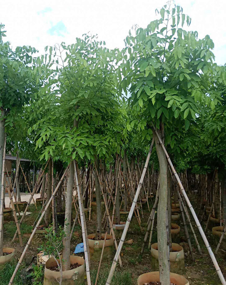 腊肠树移植苗 腊肠树树苗 腊肠树袋苗 规格齐全 大量批发