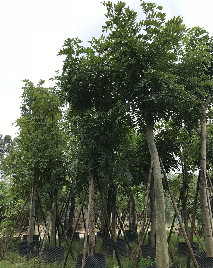 腊肠树移植苗 腊肠树树苗 腊肠树袋苗 规格齐全 大量批发