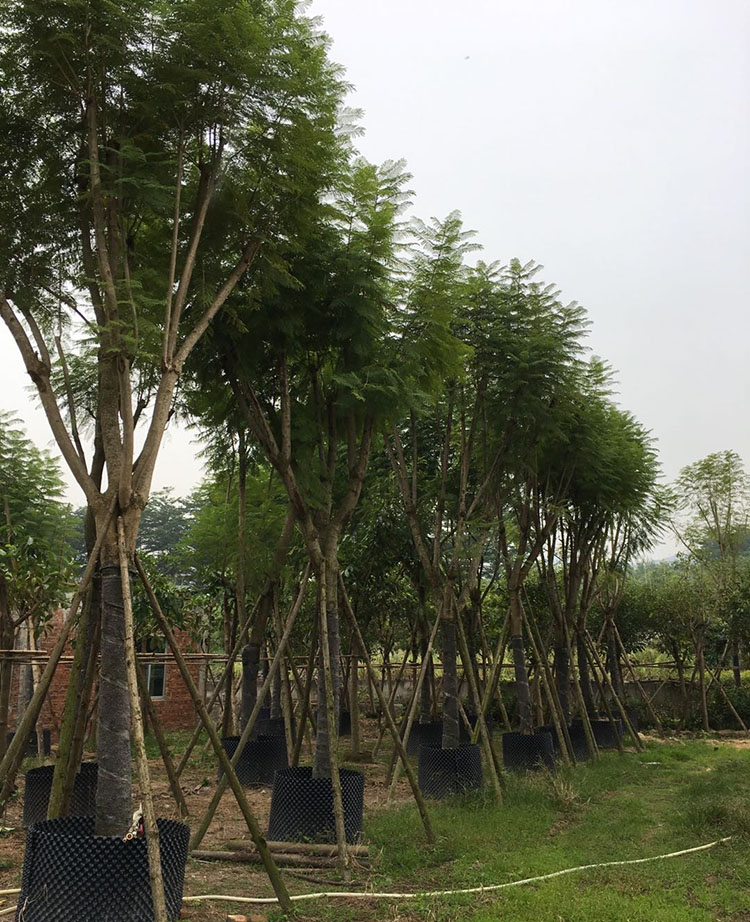 蓝花楹移植苗蓝花楹树苗蓝花楹袋苗规格齐全大量批发风景树