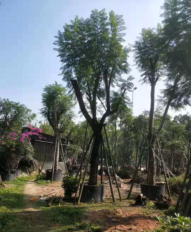 蓝花楹移植苗蓝花楹树苗蓝花楹袋苗规格齐全大量批发风景树