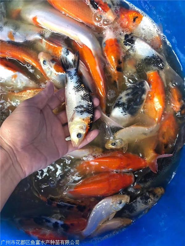 鱼苗市场报价供应/多少钱/哪家好-广州市花都区鱼富水产种苗有限公司