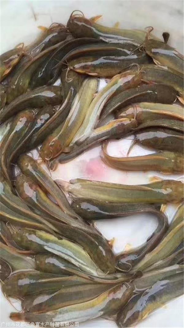 鱼富鱼苗 茂名市本地塘虱鱼苗产地