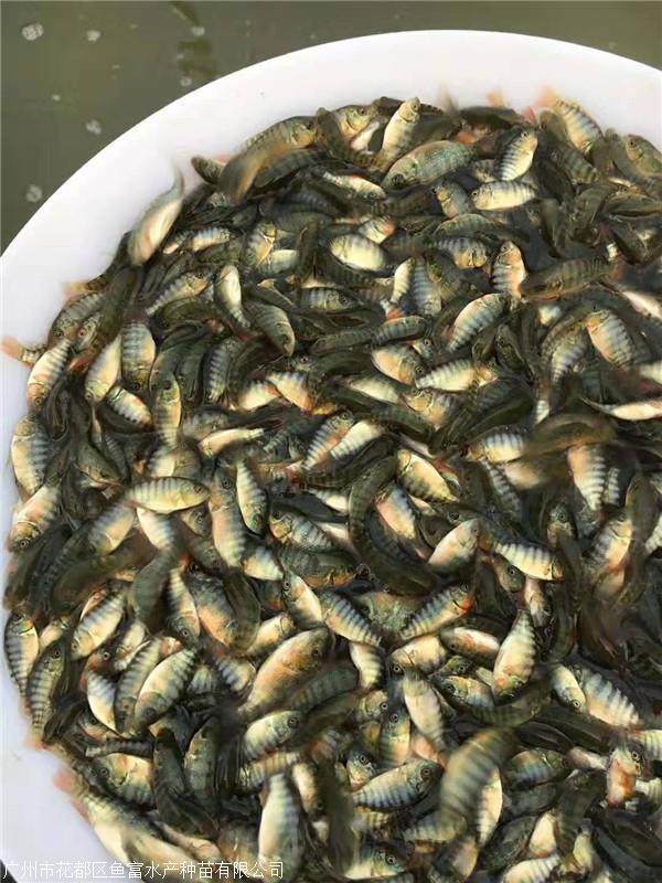 罗非鱼苗怎么养-罗非鱼苗怎么养供应/多少钱/哪家好-广州市花都区鱼富