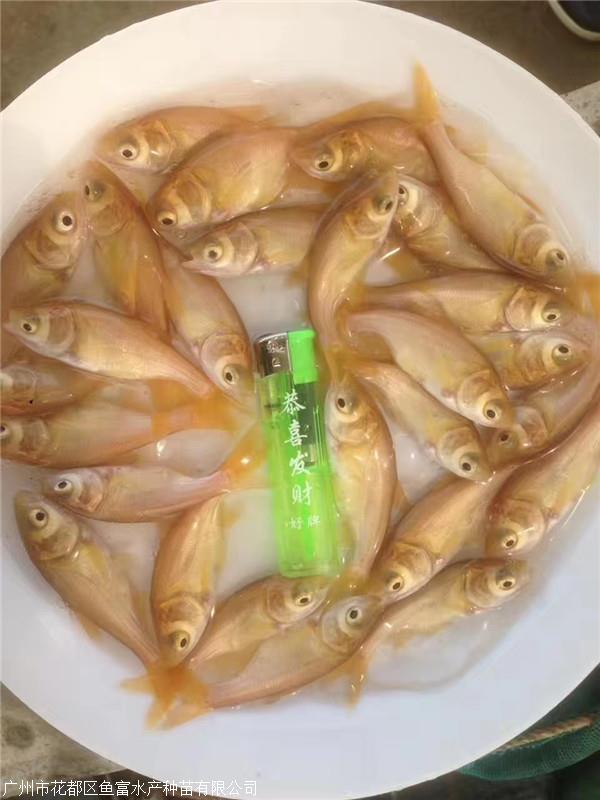 金大头鱼,金大头鱼苗养殖条件