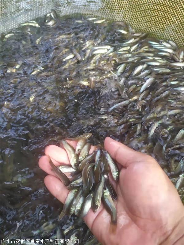 欧洲丁桂鱼苗四川批发丁岁鱼苗