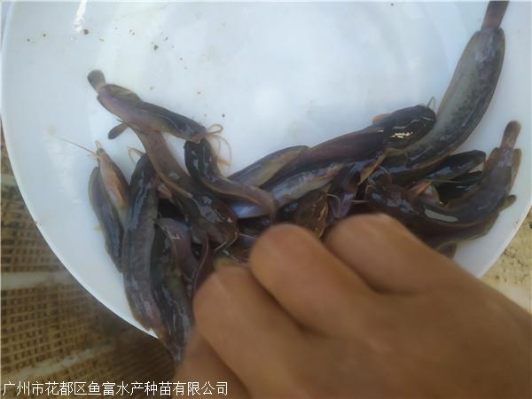 柳州塘角魚苗大量出售 埃及塘蝨苗批發商