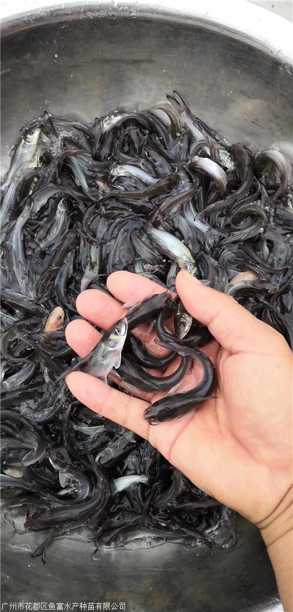 叉尾魚苗-叉尾鮰魚苗-斑點叉尾鮰魚苗