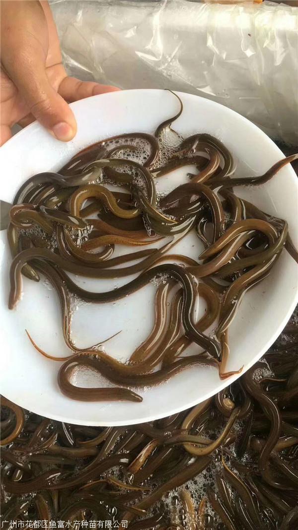 黃鱔魚苗