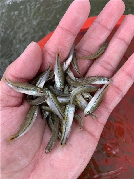 加州鲈鱼苗,淡水鲈鱼苗,黄骨鱼苗,塘虱鱼苗
