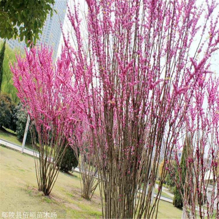 河南精品叢生紫荊紫荊花價格萌芽力強耐修剪