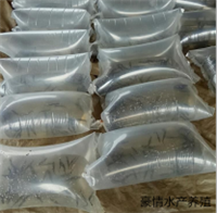 广东名优鸭嘴鱼匙吻苗 苗， 