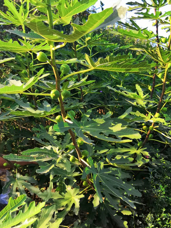 湛江正规环境管理体系认证公司