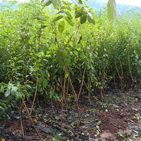 5公分南充脆红李苗基地直销