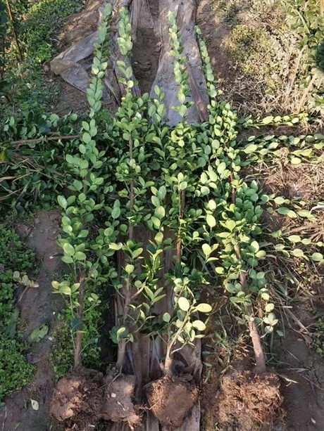 宁夏温室 宁夏温室公司 宁夏温室工程 宁夏温室骨架 宁夏温室报价