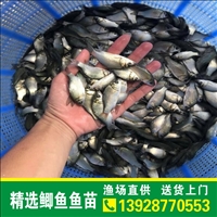 耐寒，鲫鱼苗， 大种丰产鲫鱼苗 全国发货