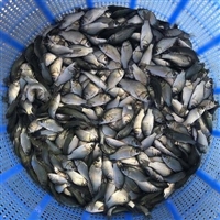 大型水产鲫鱼苗培育， 彭泽鲫鱼高产养殖技术