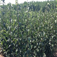 秋月梨树苗报价、泰安梨树苗