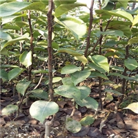 早红考密斯梨树苗多少钱一棵