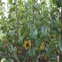 泰安秋月梨树苗价格、泰安梨树苗