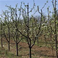 柱状梨梨树苗多少钱一棵