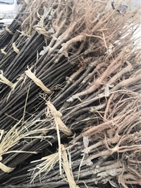 秋月梨树苗批发、泰安梨树苗