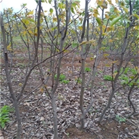 金十世纪树苗批发