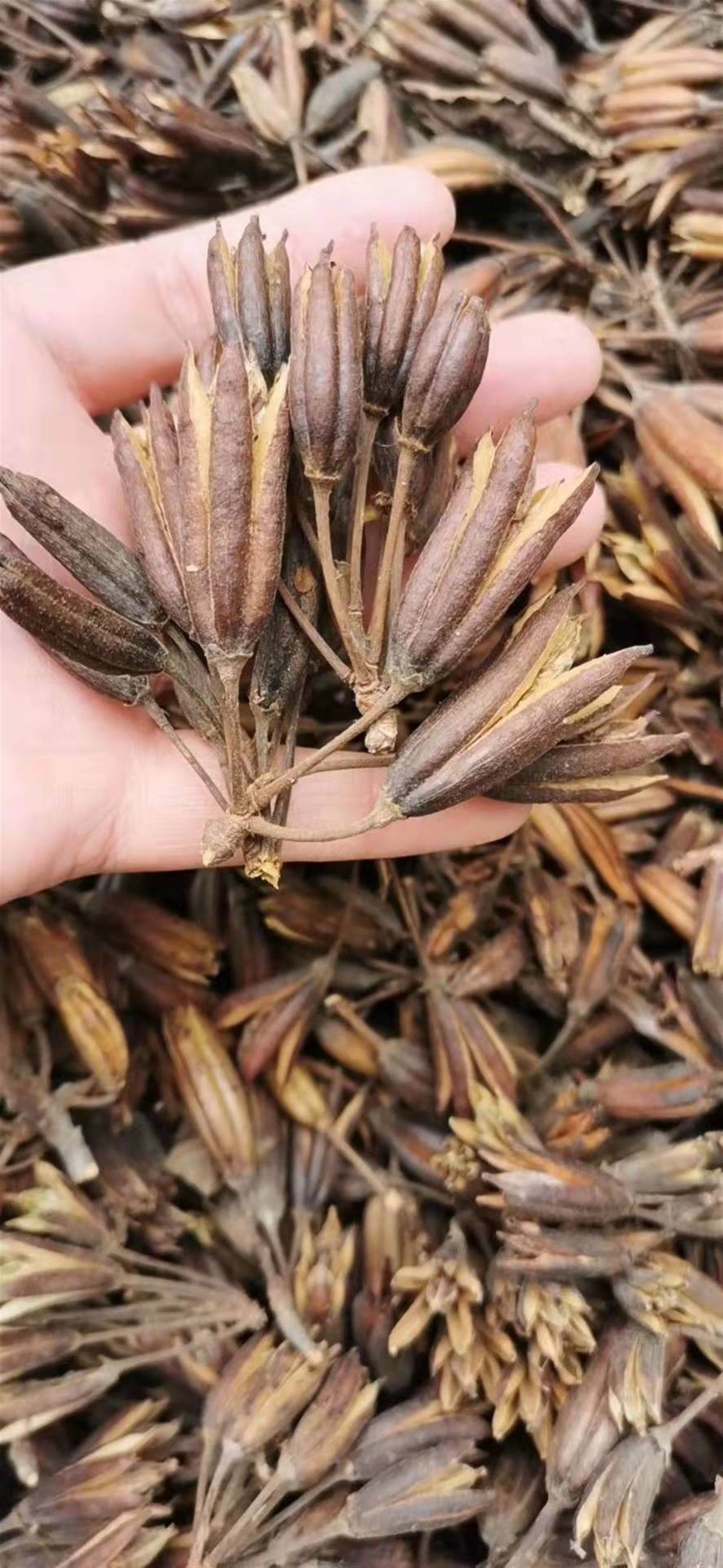 六轴子中药图片中药材批发六轴子六轴子多少钱一斤