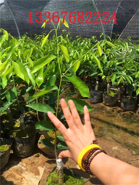 奇楠沉香樹苗市場價 電白奇楠沉香基地 綠奇楠沉香價值 南寧沉香樹苗基地