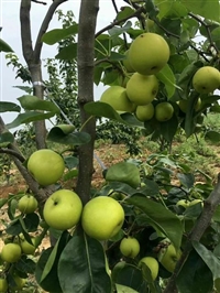 秋月梨树苗多少钱一棵