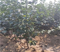 全红梨梨树苗多少钱一棵