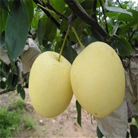 中梨4号梨树苗批发