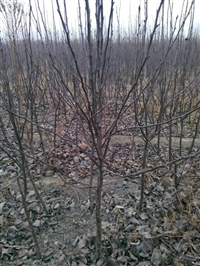 秋月梨梨树苗多少钱一棵2公分圆黄梨树苗