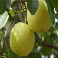 柱状梨梨树苗批发