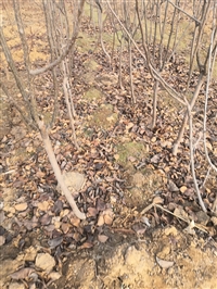 新梨7号梨树苗基地