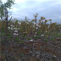 红酥早梨树苗多少钱一棵