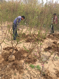 玉美人梨树苗批发