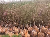 早酥红梨树苗批发