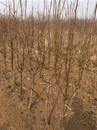 黄冠梨树苗价格