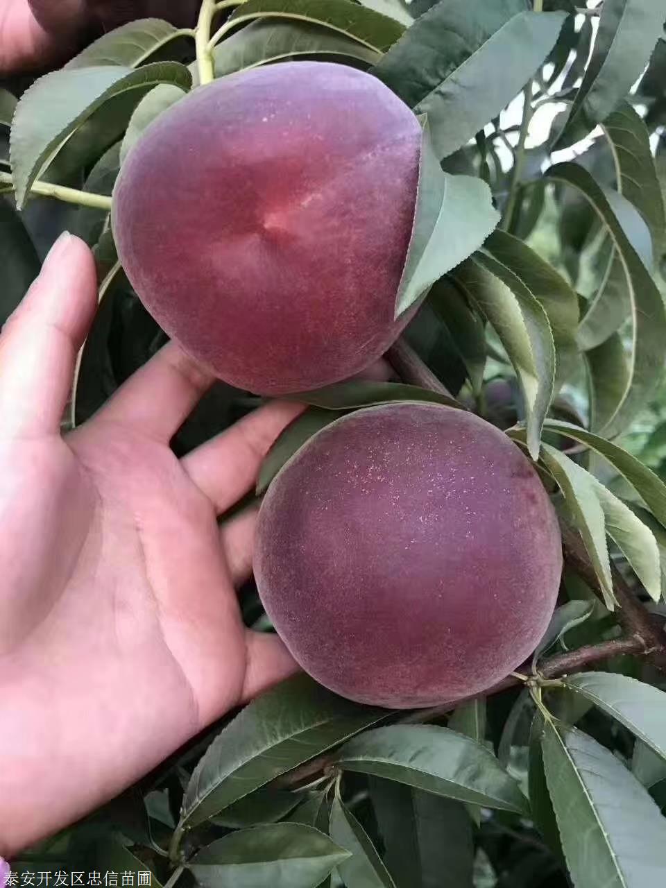 黑桃苗基地泰安黑桃苗