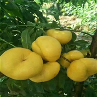 玉美人梨树苗多少钱一棵