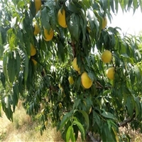 玉妃桃树苗基地