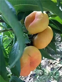 早红考密斯梨树苗基地