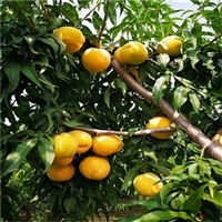 新梨7号梨树苗报价