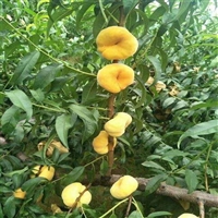 晚秋黄梨梨树苗多少钱一棵