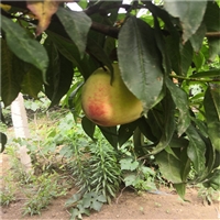 圆黄梨树苗批发