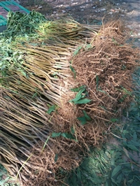 全红梨梨树苗基地