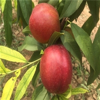 中油18 桃树苗批发