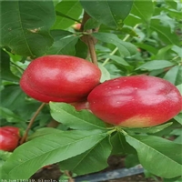 曙光桃树苗基地