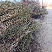 中油20号桃树苗价格